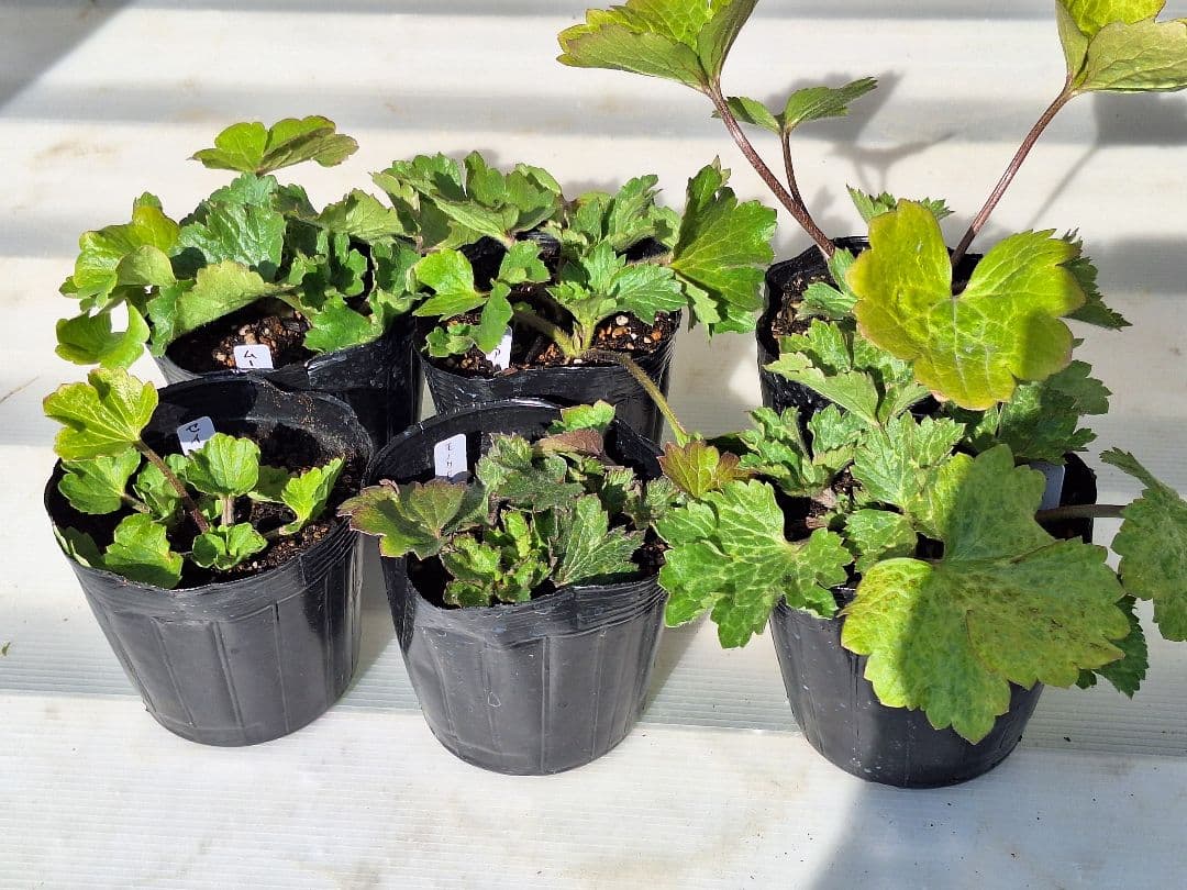 ⑤　ラナンキュラス　ラックス　ランドセルシリーズ