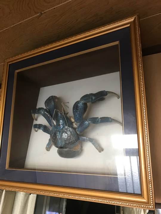 蟹の標本
