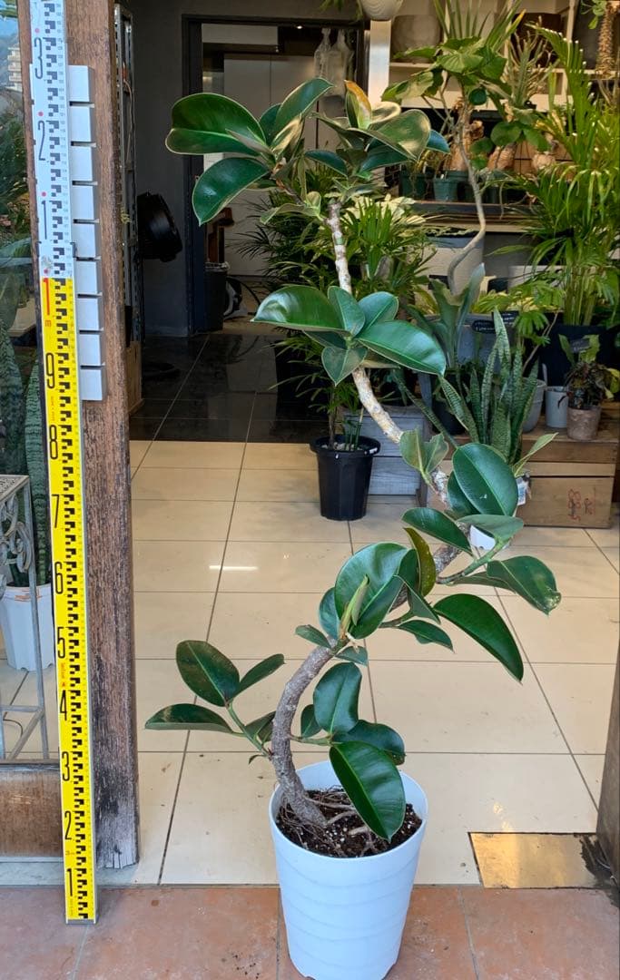 フィカス ソフィア 曲がり