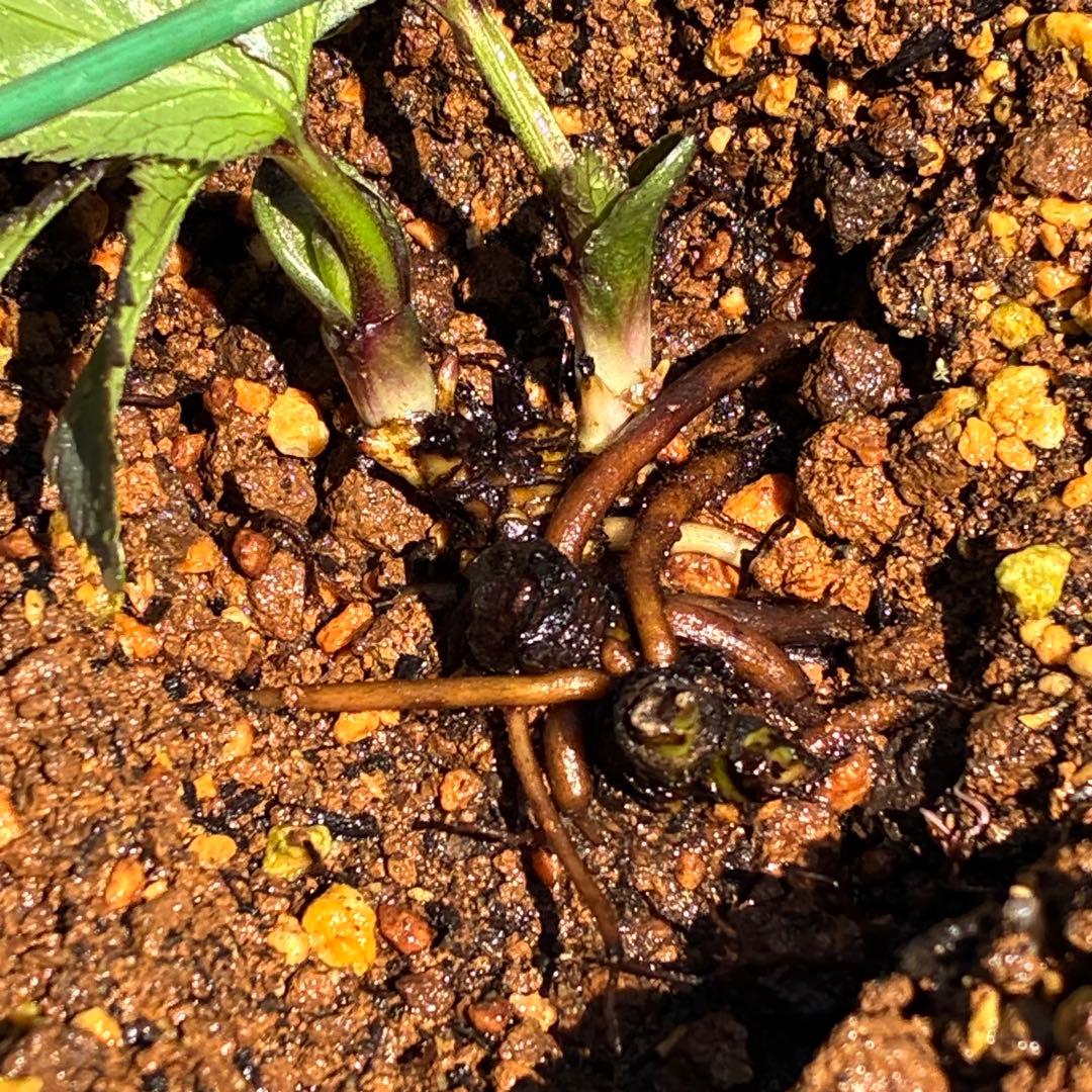 ま*ち様 ☘️限定一株☘️直筆タグ付き☘️3386⭐️WM原生地採取⭐️occi