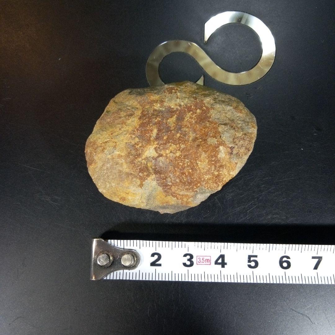 三葉虫　化石　fossil　海　ボリビア産　trilobite　ボリビア化石郡⑧