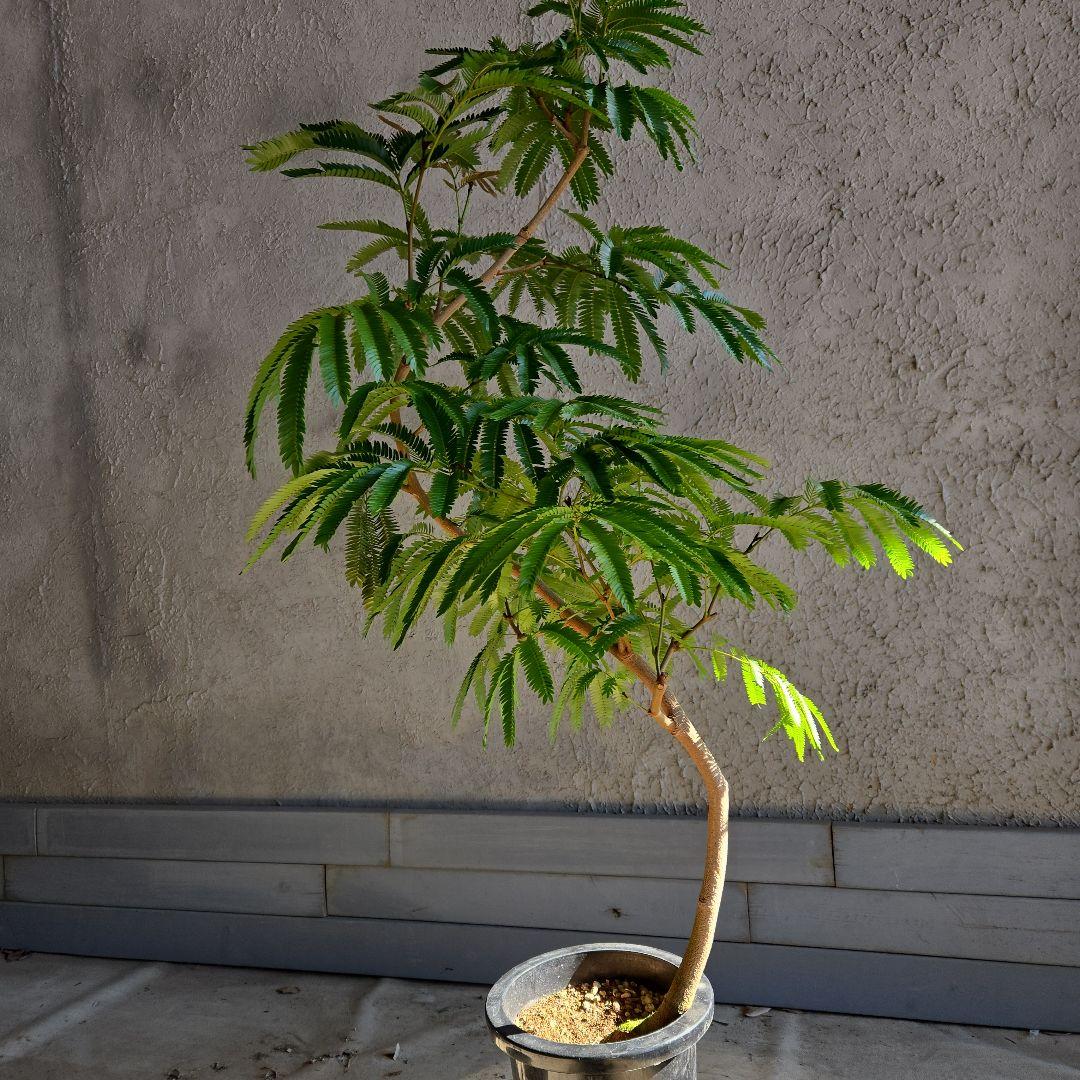 ⑫　エバーフレッシュ曲がり仕立て　8号特大苗木最高等級極上品‼️