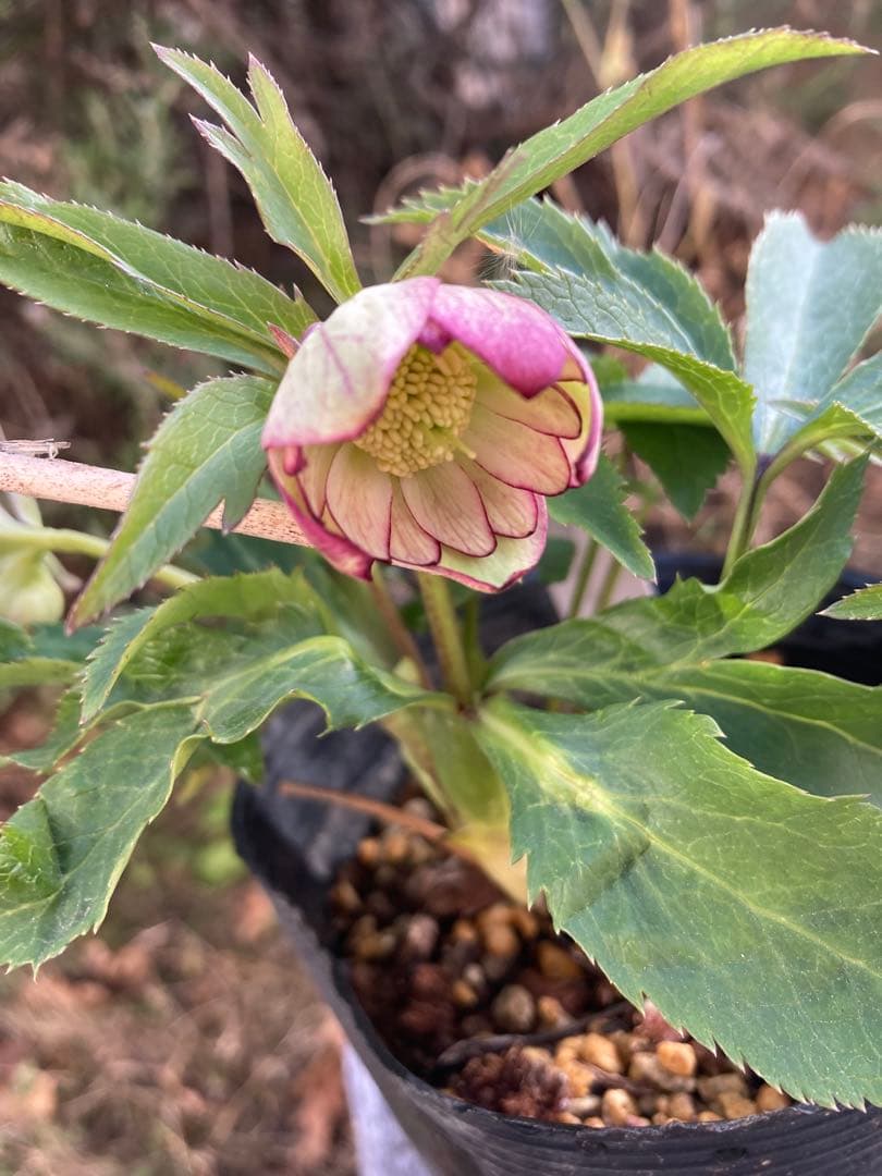 クリスマスローズ　株分け苗　2 メルカリ便