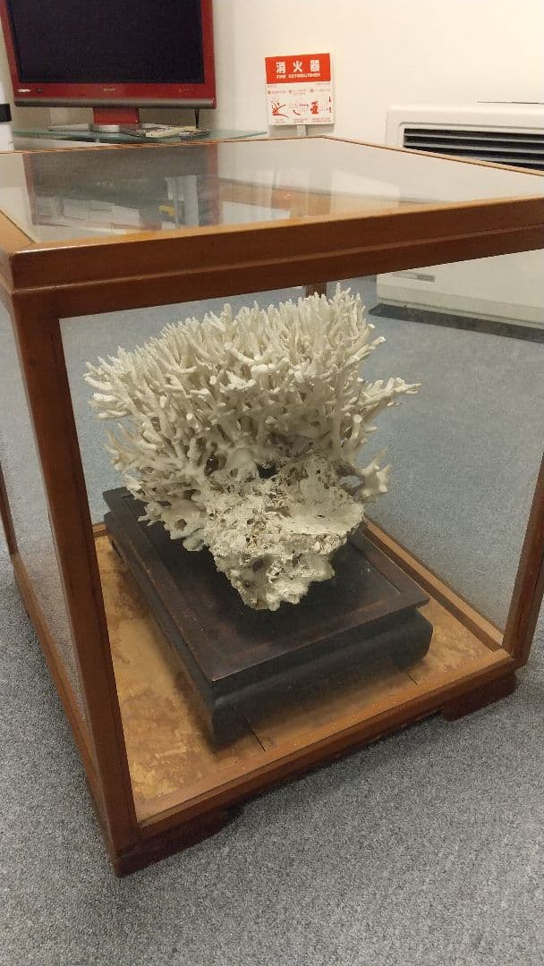 天然珊瑚✴︎根付きテーブルサンゴ ガラスケース付き