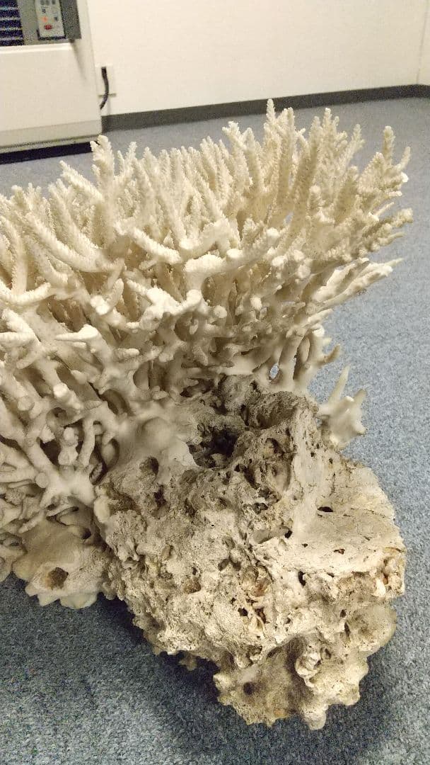 天然珊瑚✴︎根付きテーブルサンゴ ガラスケース付き