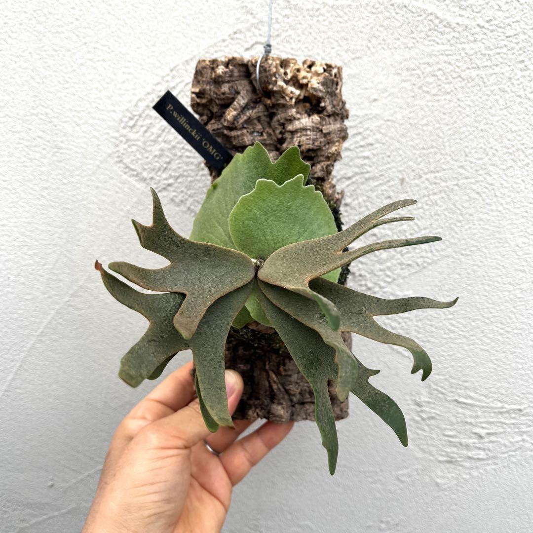 ビカクシダ　ウィリンキー　OMG コルク付け