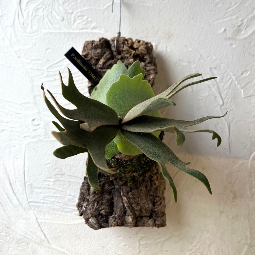 ビカクシダ　ウィリンキー　OMG コルク付け