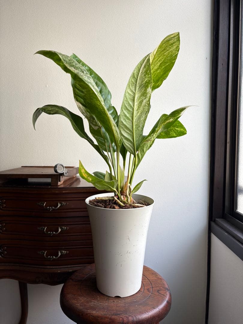 特大 アンスリウム フーケリー 斑入り 5号