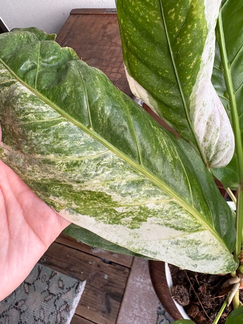 特大 アンスリウム フーケリー 斑入り 5号