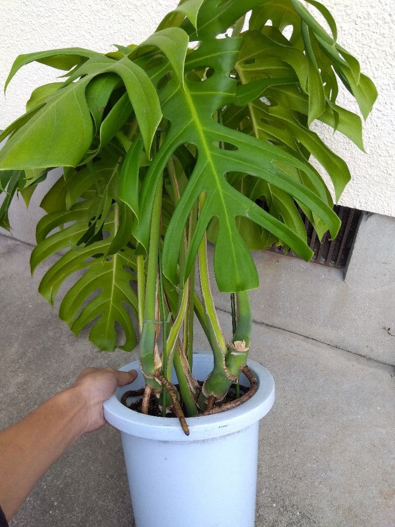モンステラ　デリシオーサ　8号鉢つき　深穴開き❗2株植え❗　や