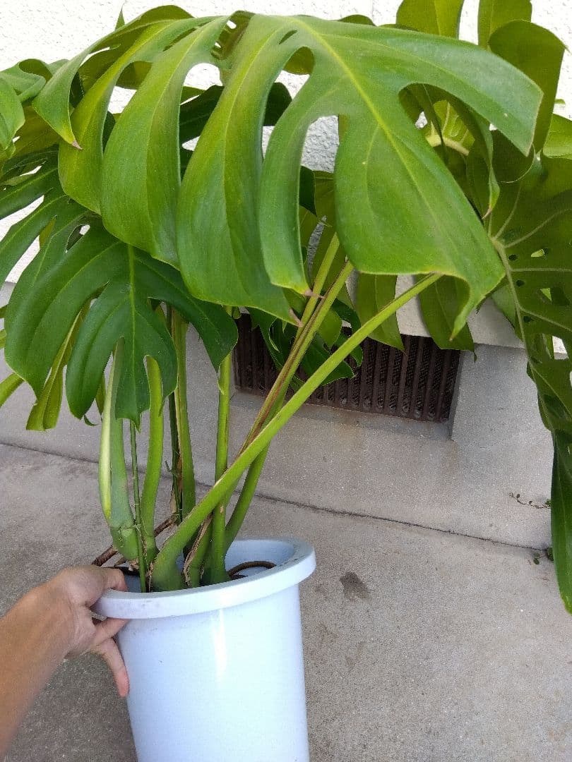 モンステラ　デリシオーサ　8号鉢つき　深穴開き❗2株植え❗　や