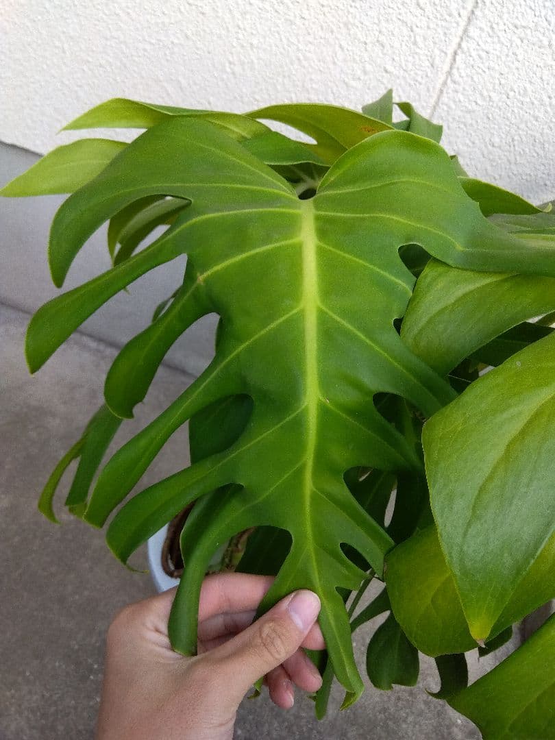 モンステラ　デリシオーサ　8号鉢つき　深穴開き❗2株植え❗　や