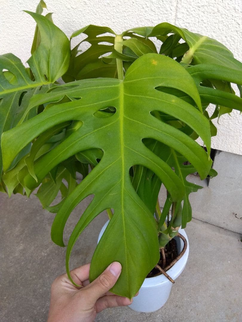 モンステラ　デリシオーサ　8号鉢つき　深穴開き❗2株植え❗　や