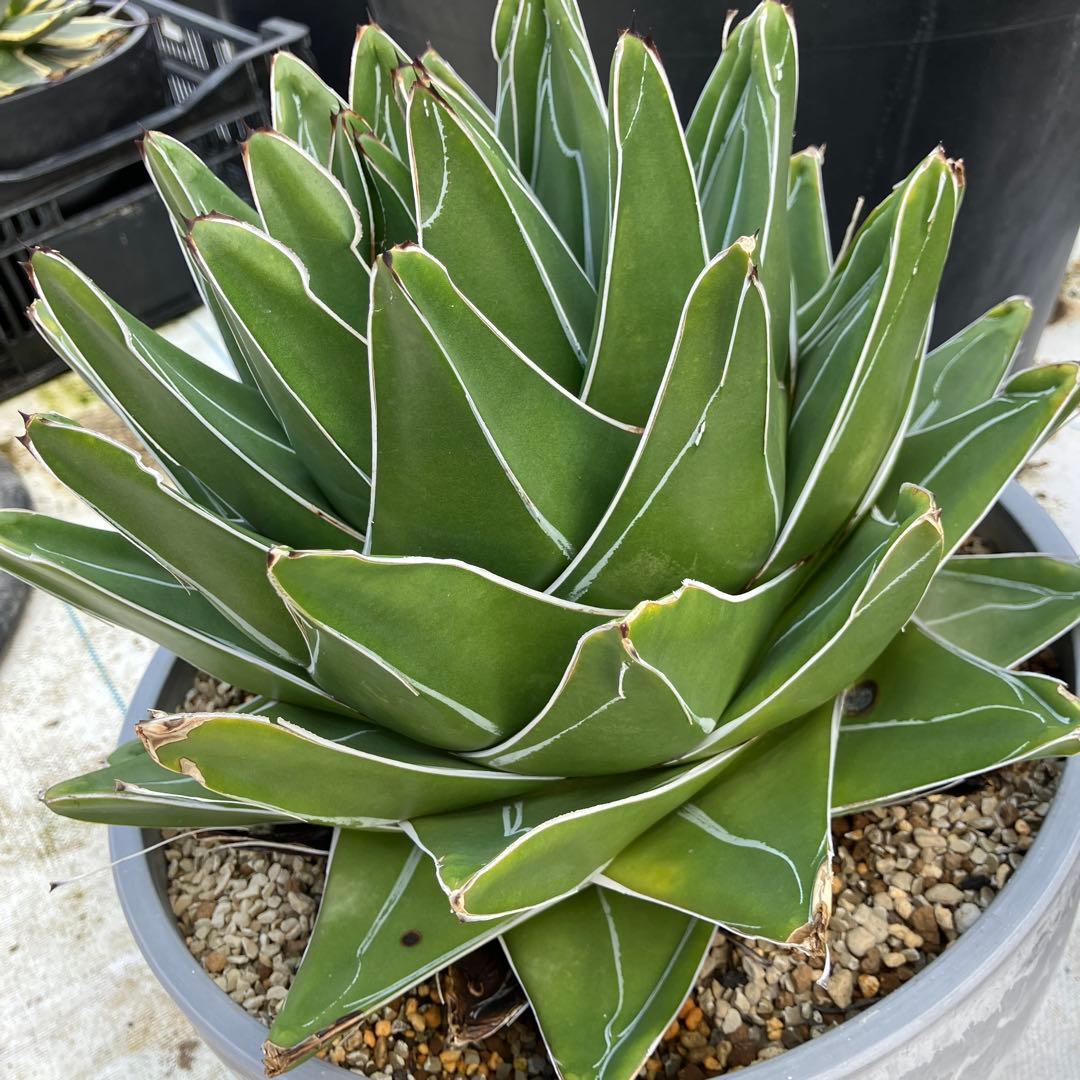 アガベ 笹の雪 “桃太郎” 標本株サイズ　10号鉢　鉢ごと発送