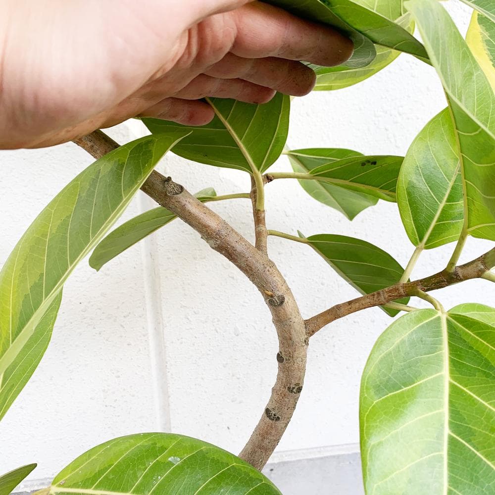 フィカス・アルテシーマ S字曲がりタイプ 大型 8寸 観葉植物 ゴムの木