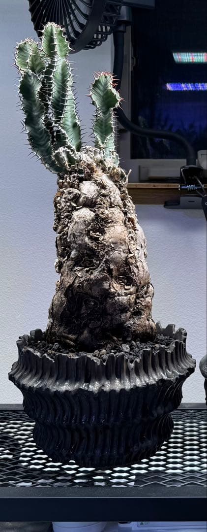 ユーフォルビア　ムランジーナ