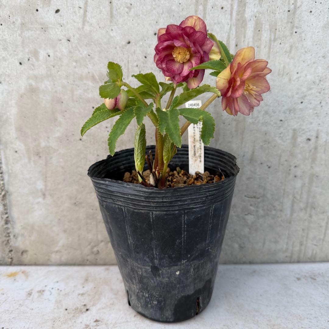 クリスマスローズ　ダブル　4.5号　グロスメロン×グラデーションホワイトゴールド