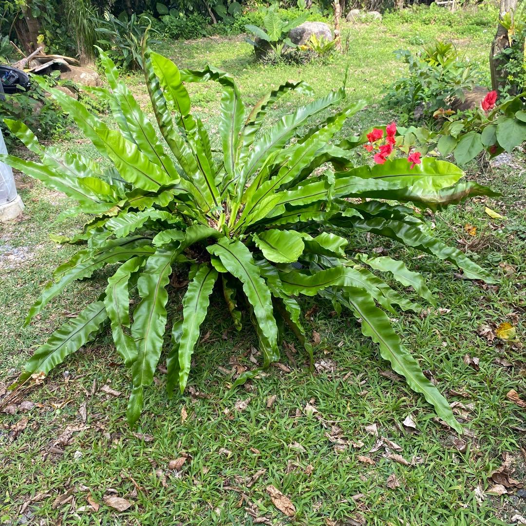 オオタニワタリ、大谷渡り
