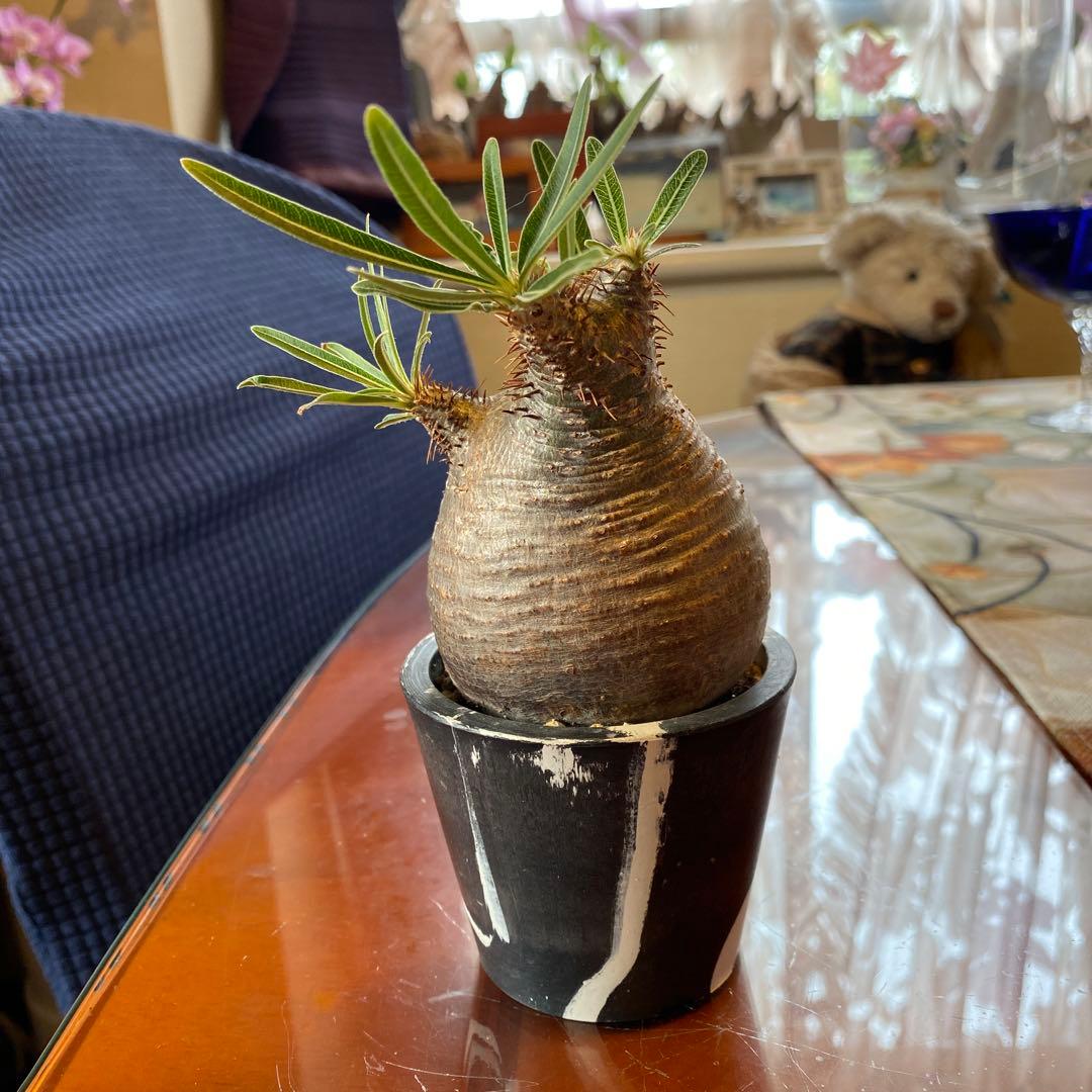 グラキリス訳あり現地球