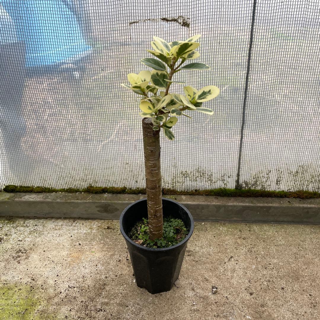 パンダガジュマル　斑入り　希少　３.５号