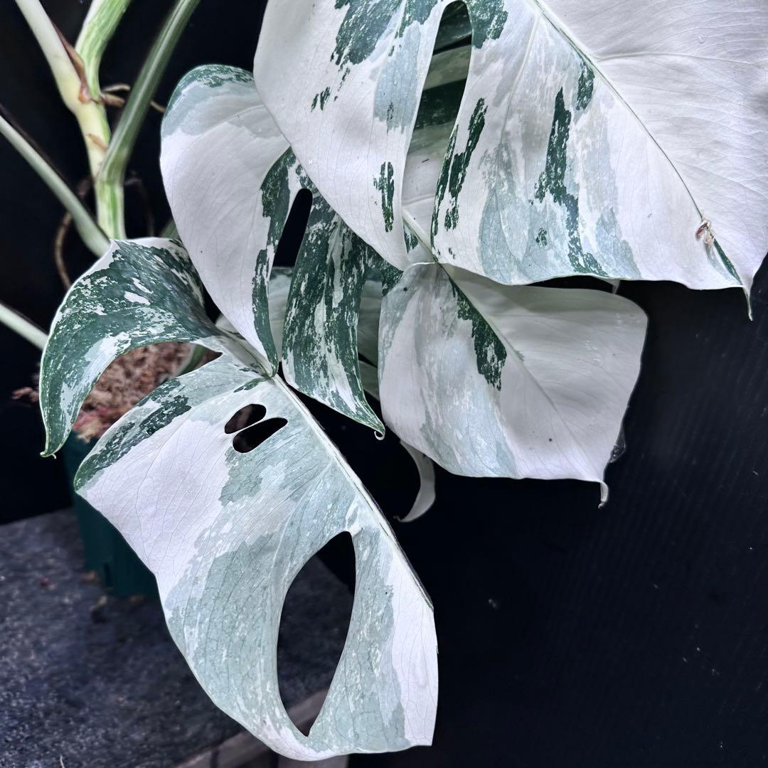 ら*ん様 斑入りモンステラ ホワイトタイガー極美大株61cm白斑多レア