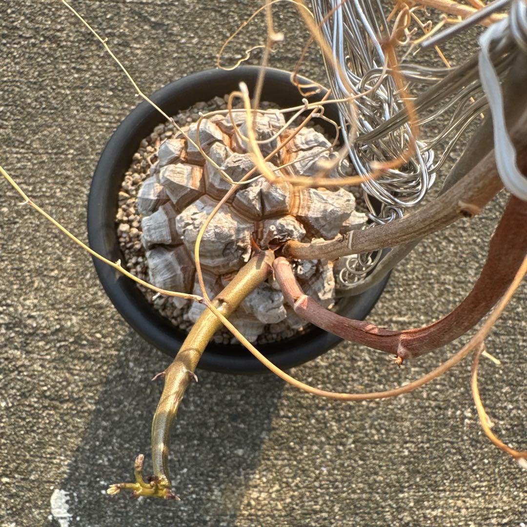 亀甲竜　直径約11センチ