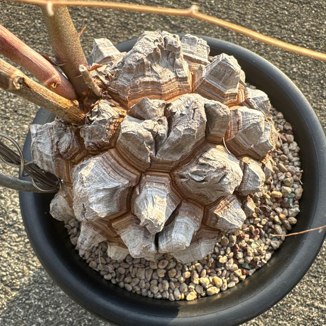 亀甲竜　直径約11センチ