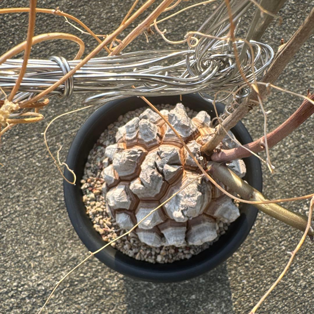 亀甲竜　直径約11センチ