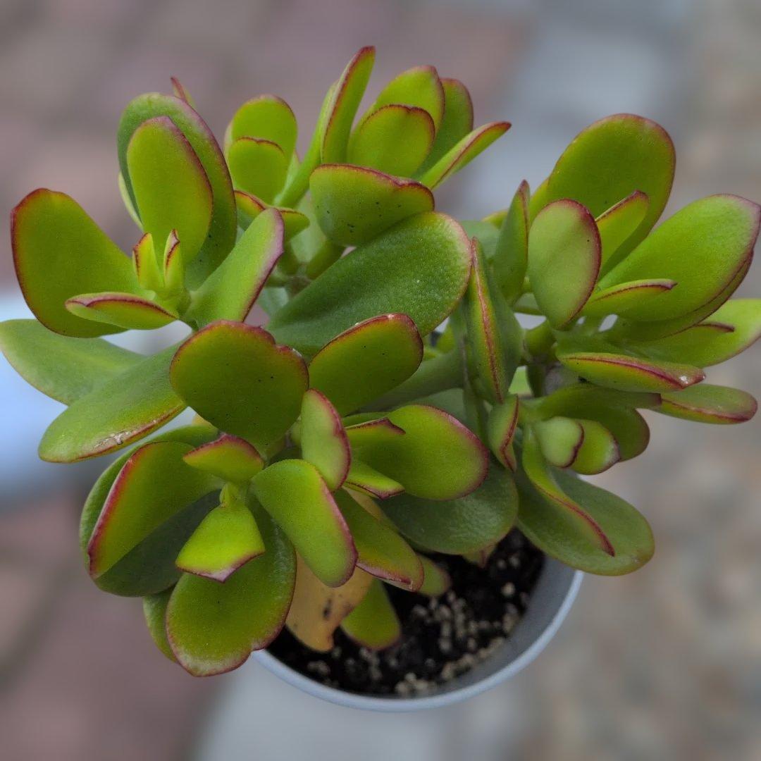 金のなる木　　抜き苗