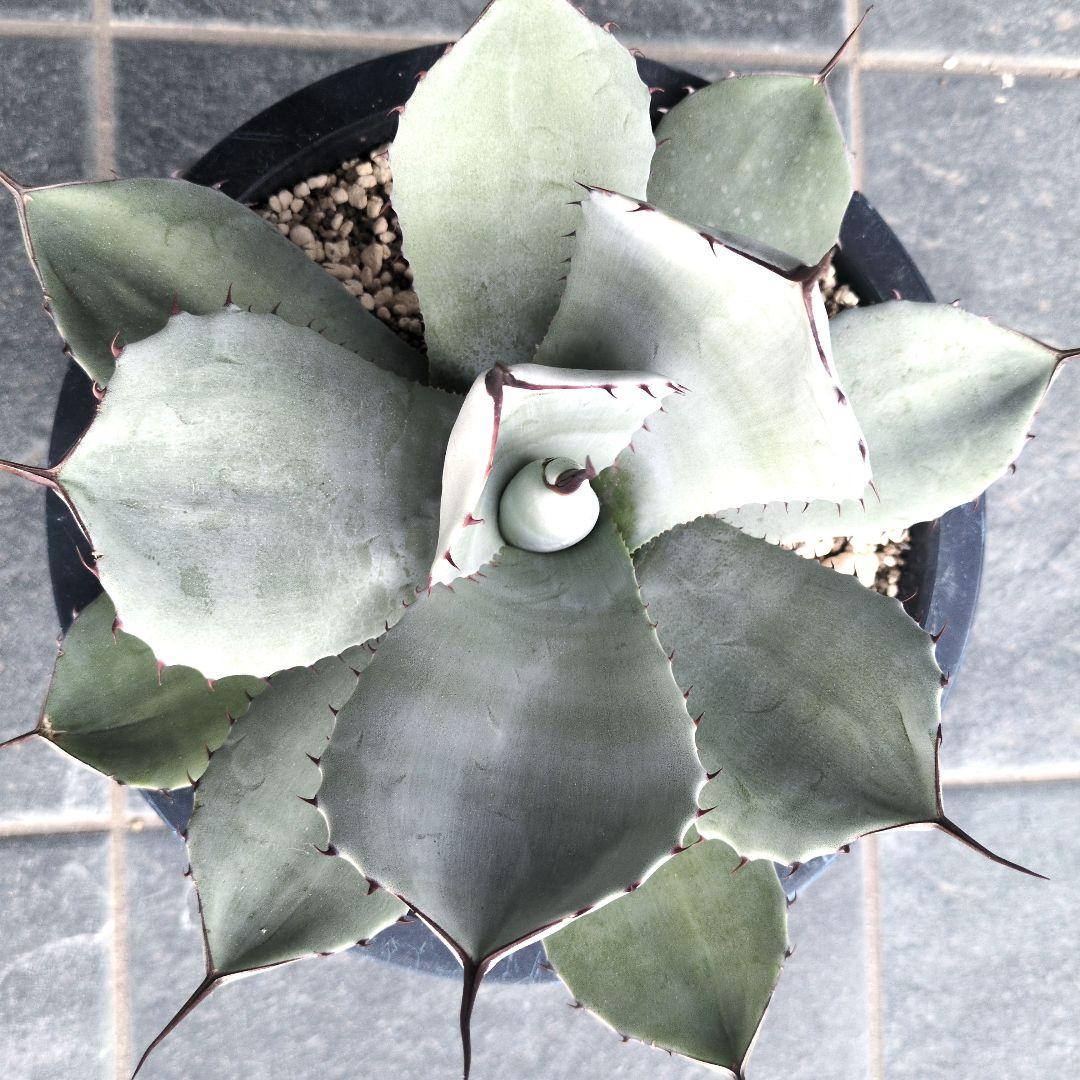 V*5様 吉祥天　アガベ　トランカータ　パリー　アガベパリー　サボテン　オバティ