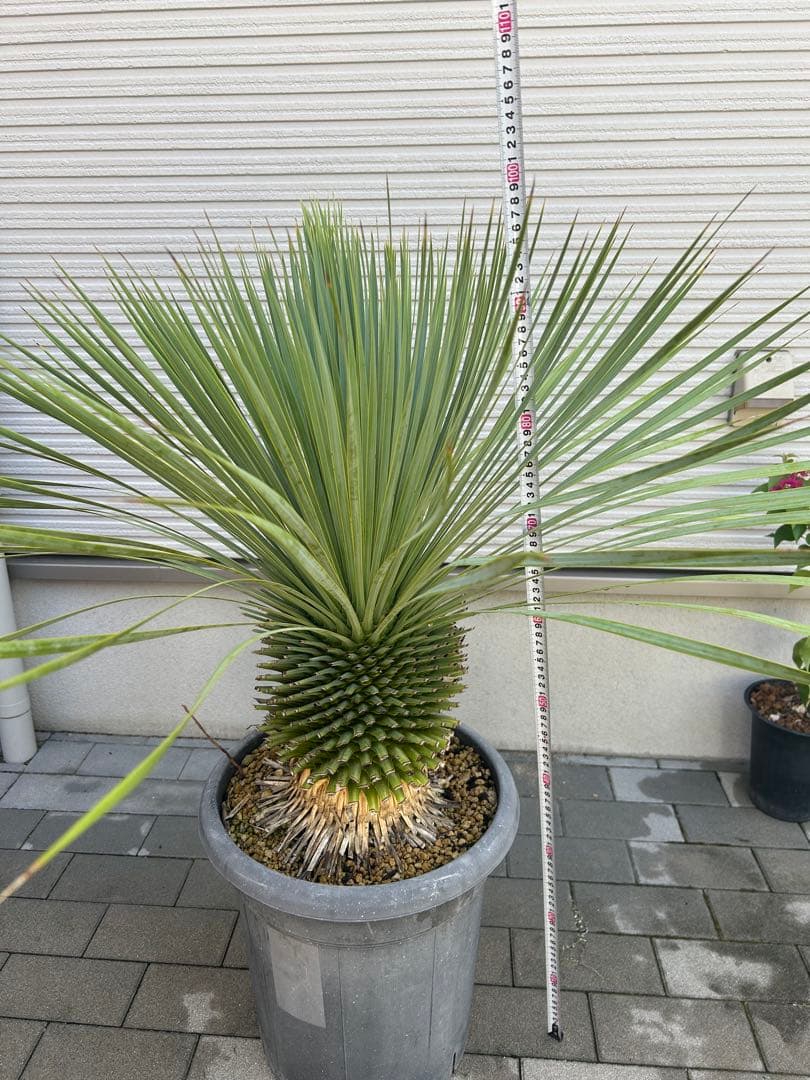 ユッカロストラータ　鉢植えのまま発送