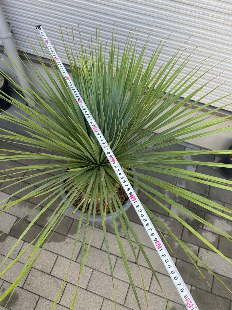 ユッカロストラータ　鉢植えのまま発送