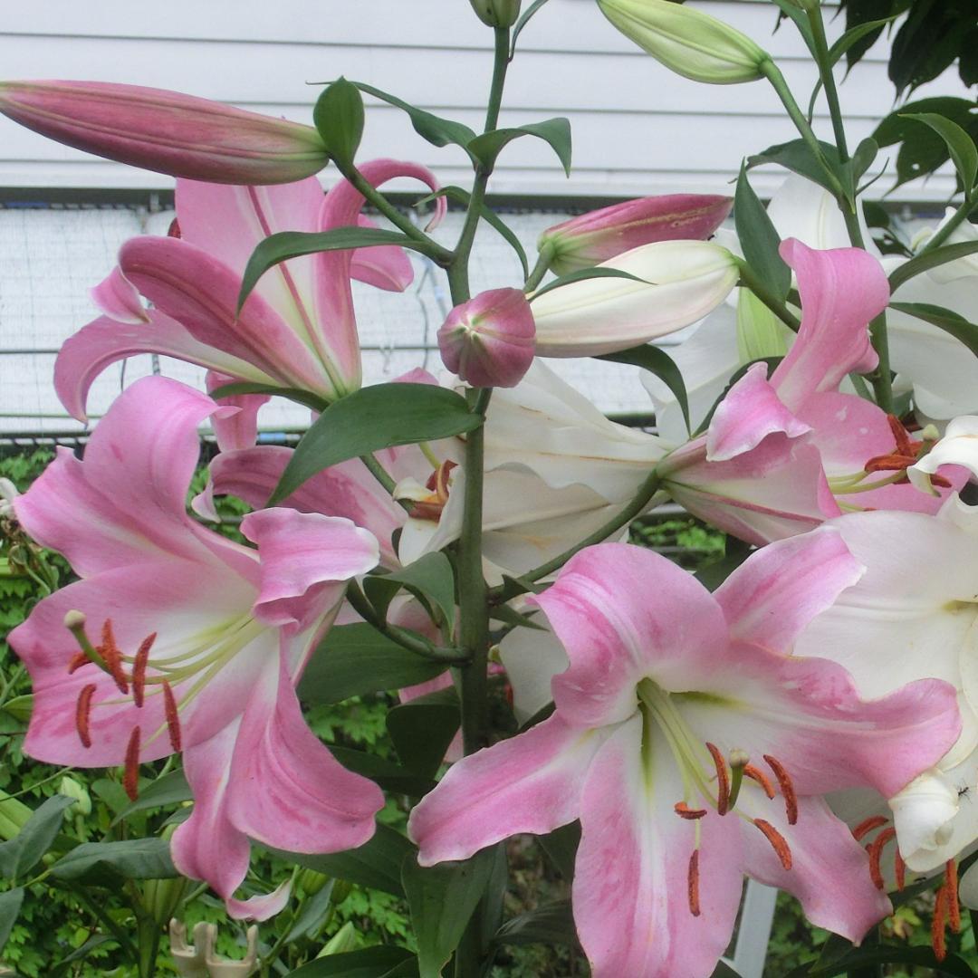 OP50-1　ピンクだけ　大玉50球　ユリ球根　オリエンタル