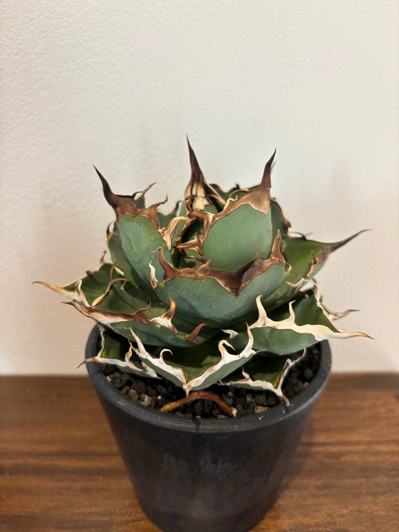 アガベ　ハデス　台湾産