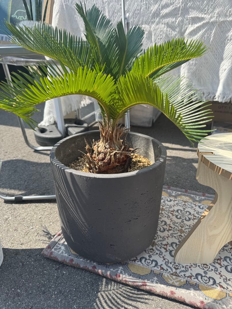 ソテツ　蘇轍　南国植物　鉢付き　熱帯植物　観葉植物　メキシコソテツ　斑入り　底穴