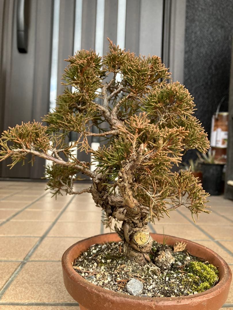 ◉小品盆栽　真柏糸魚川　超優良素材　大特価！早いもの勝ち