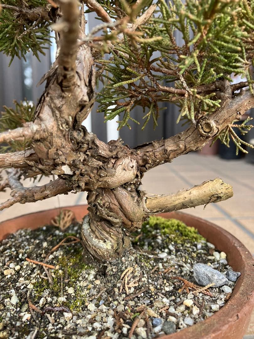 ◉小品盆栽　真柏糸魚川　超優良素材　大特価！早いもの勝ち
