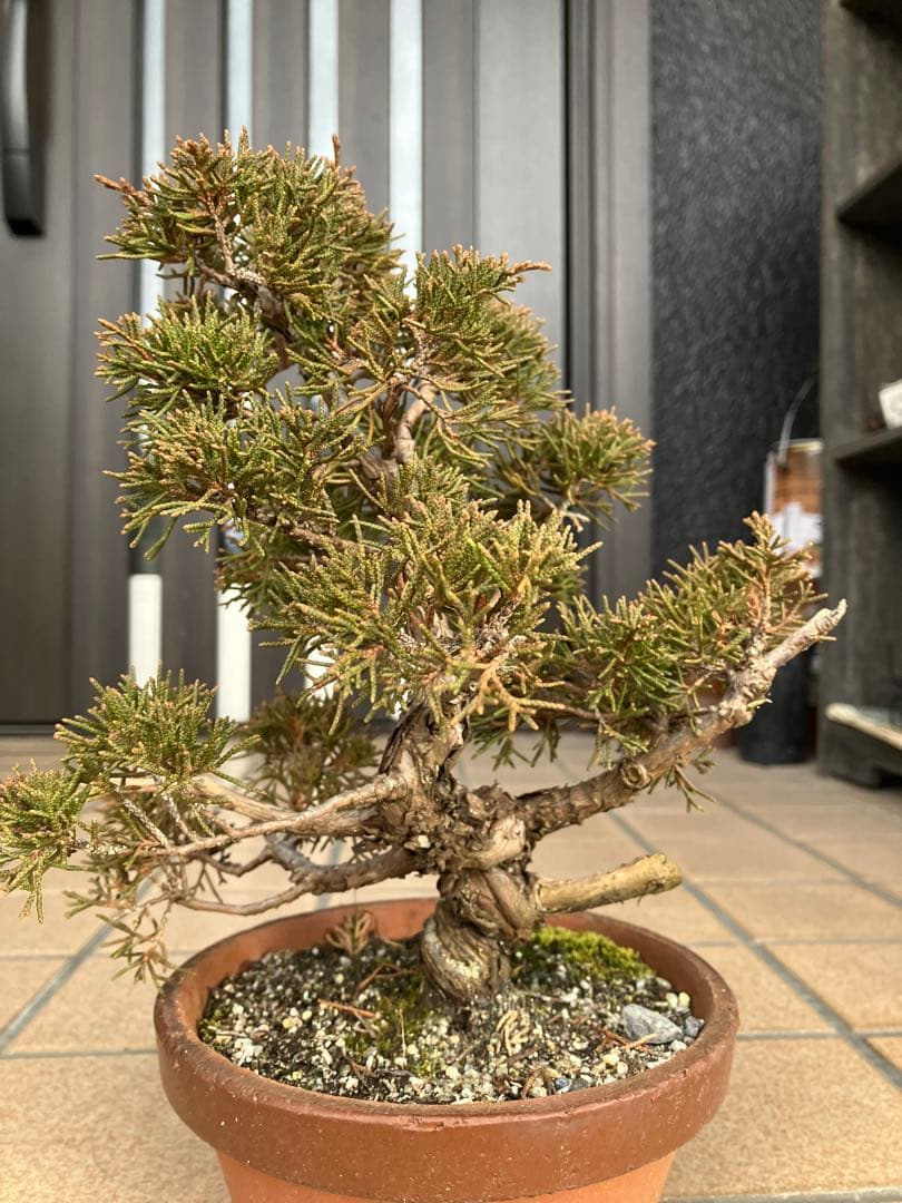 ◉小品盆栽　真柏糸魚川　超優良素材　大特価！早いもの勝ち