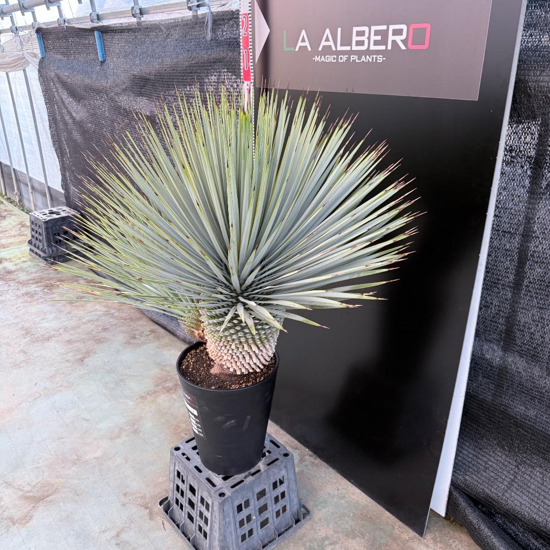 J*7様 【AL1108】ユッカ　ロストラータ　ダブルヘッド　極太　シルバーブル