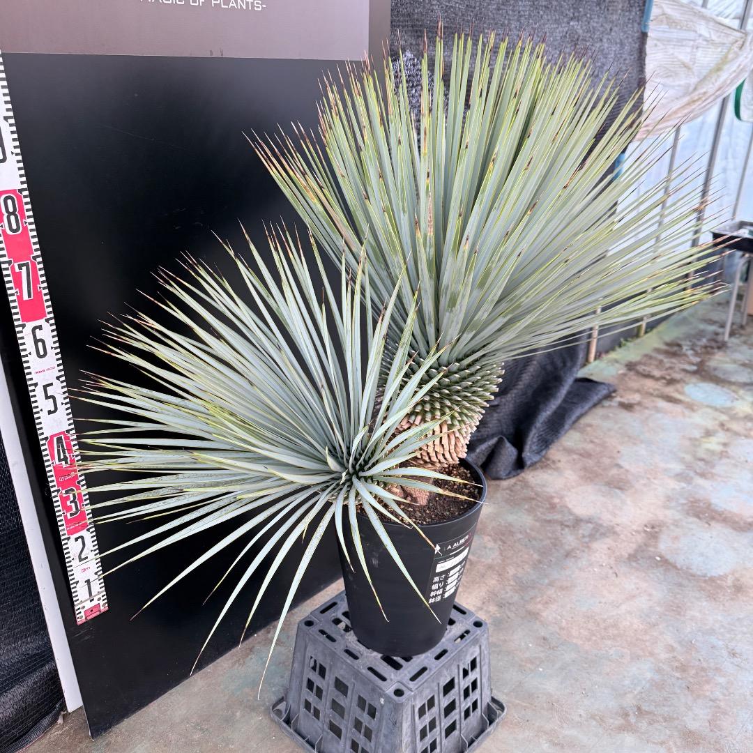 J*7様 【AL1108】ユッカ　ロストラータ　ダブルヘッド　極太　シルバーブル