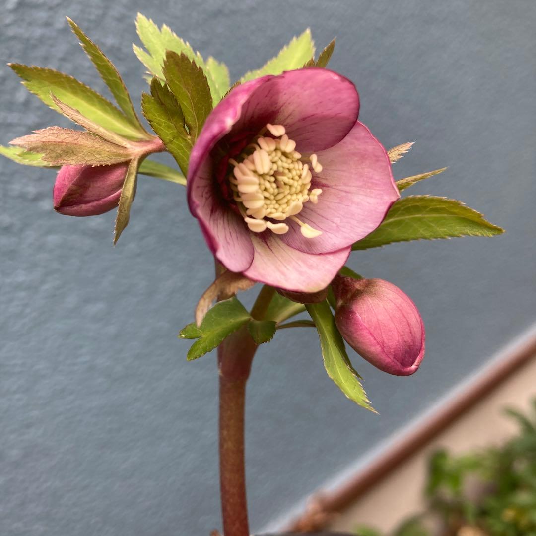 クリスマスローズ　小輪多花ピンク