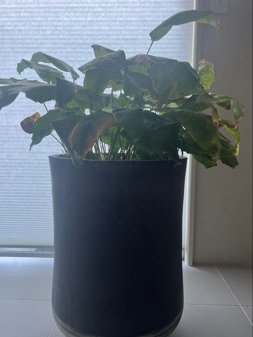 カラテアムサイカ　希少　観葉植物　鉢付