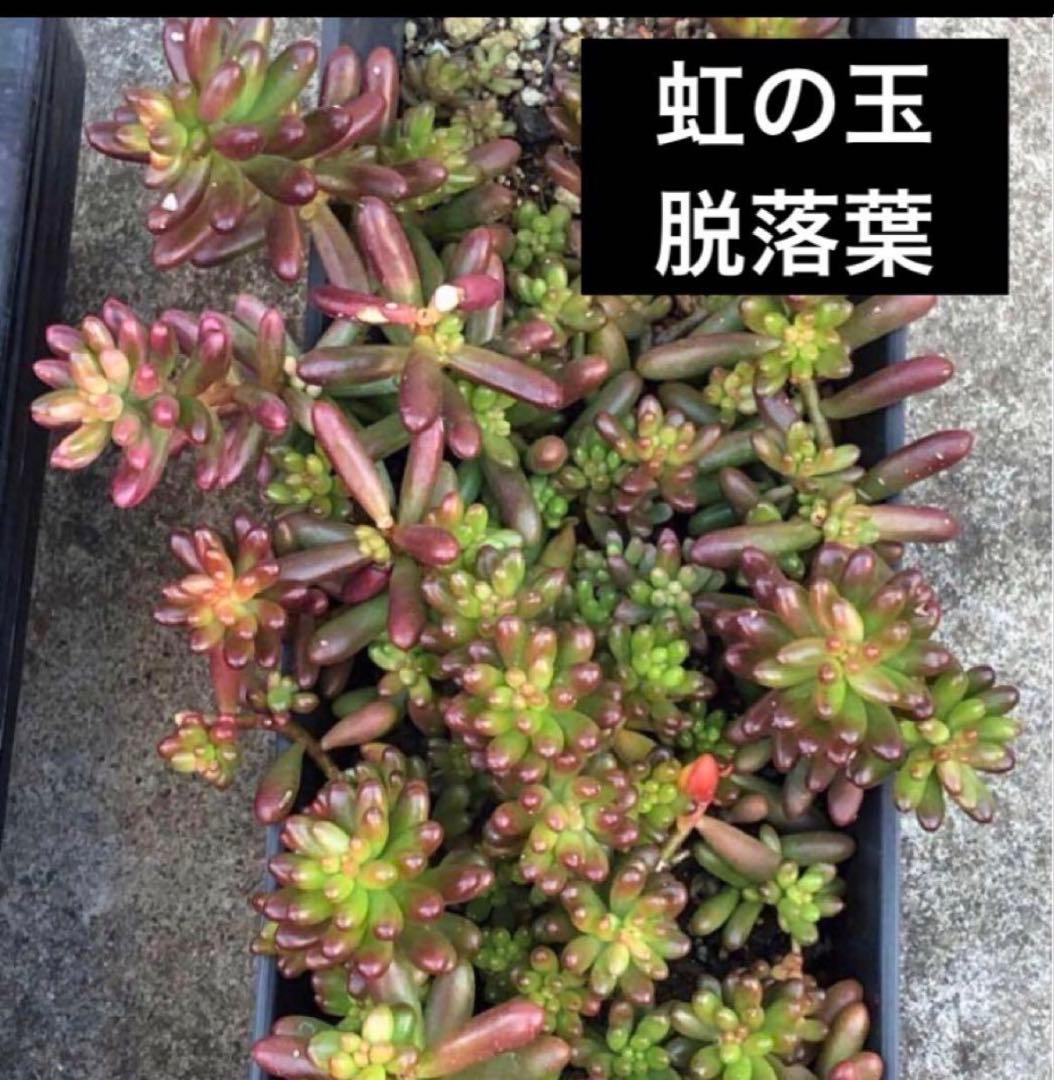 虹の玉　脱落葉50個