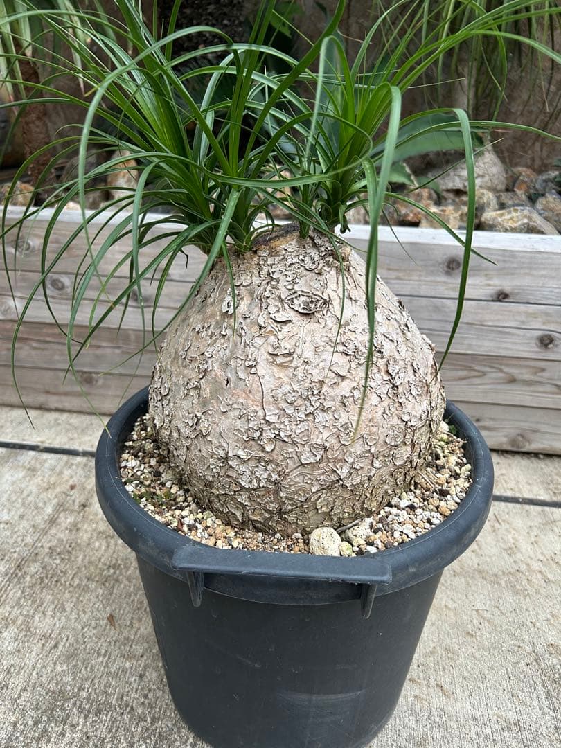 まんまる　トックリラン　特大