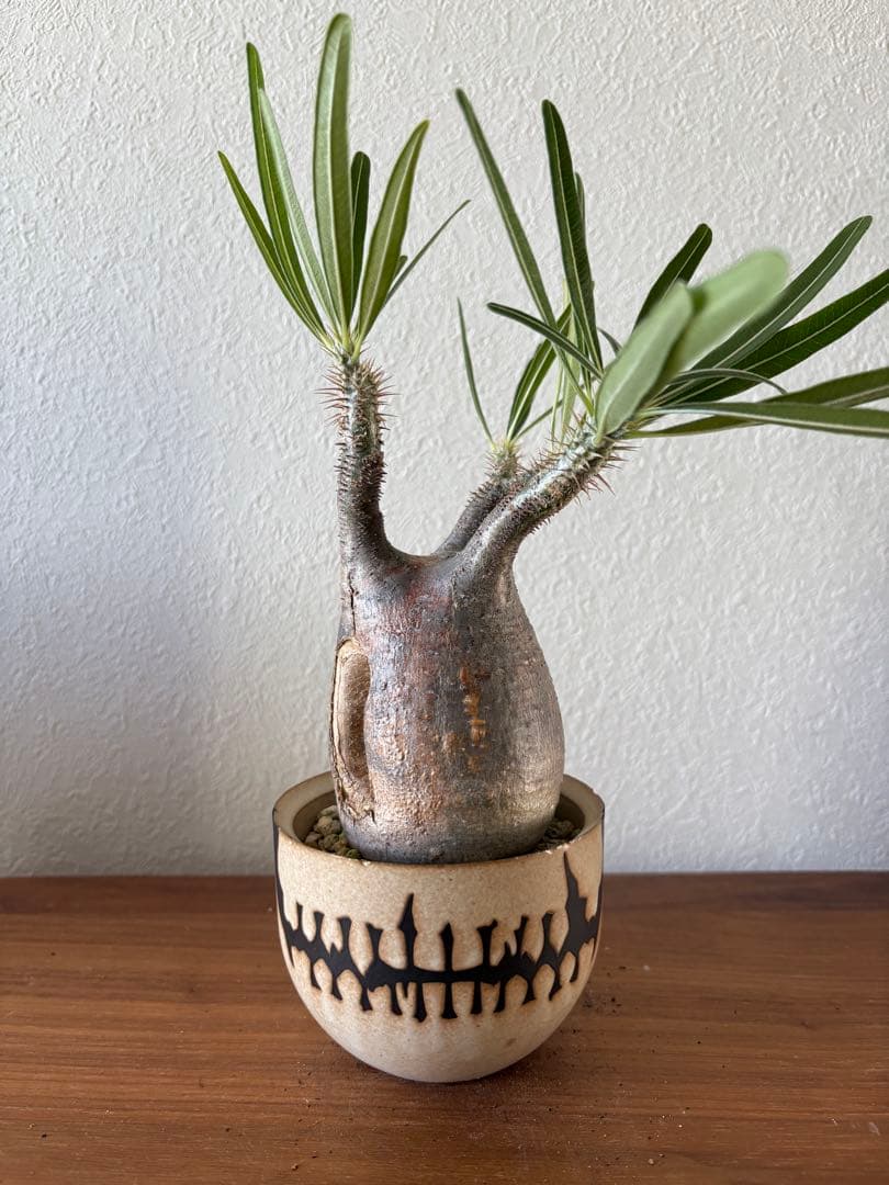 パキポディウム　グラキリス　穴有り　バリエム鉢付き