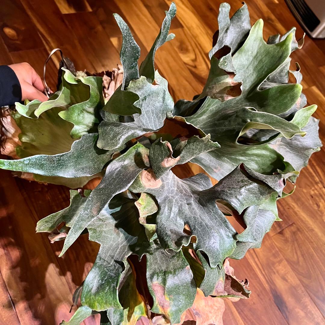 khunphon yot ♯14 クンポン ビカクシダ 子株 株分け