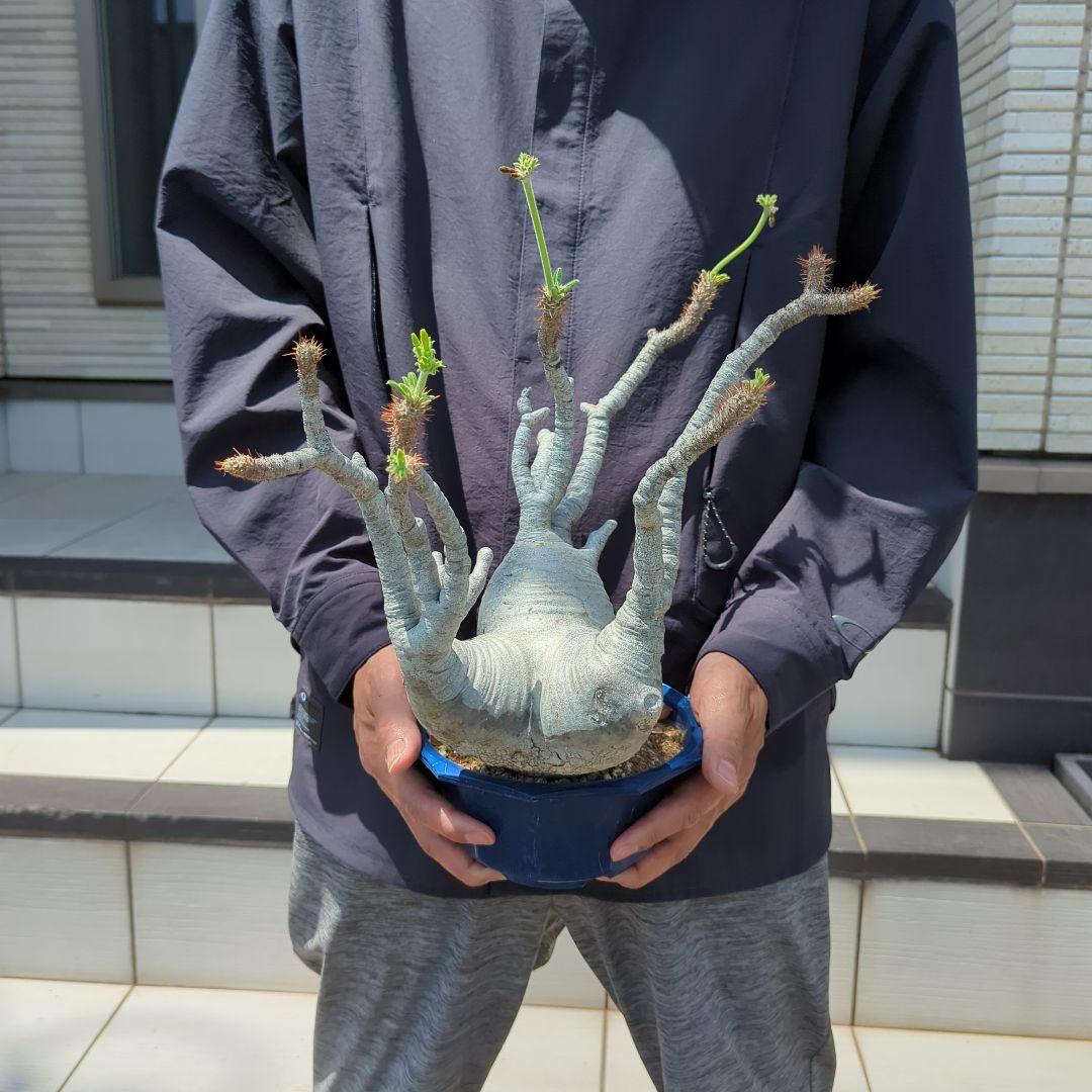 現地球　怪物３頭系　白肌グラキリス