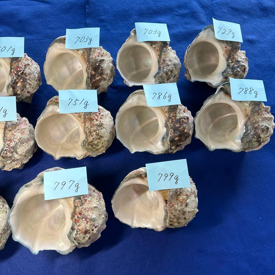 夜光貝　ヤコウ貝　まとめ売り　13個　9、7kg アクセサリー　ルアー