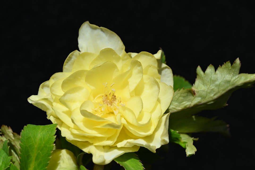 クリスマスローズ　認定かぐや姫多弁系イエロー　加藤農園