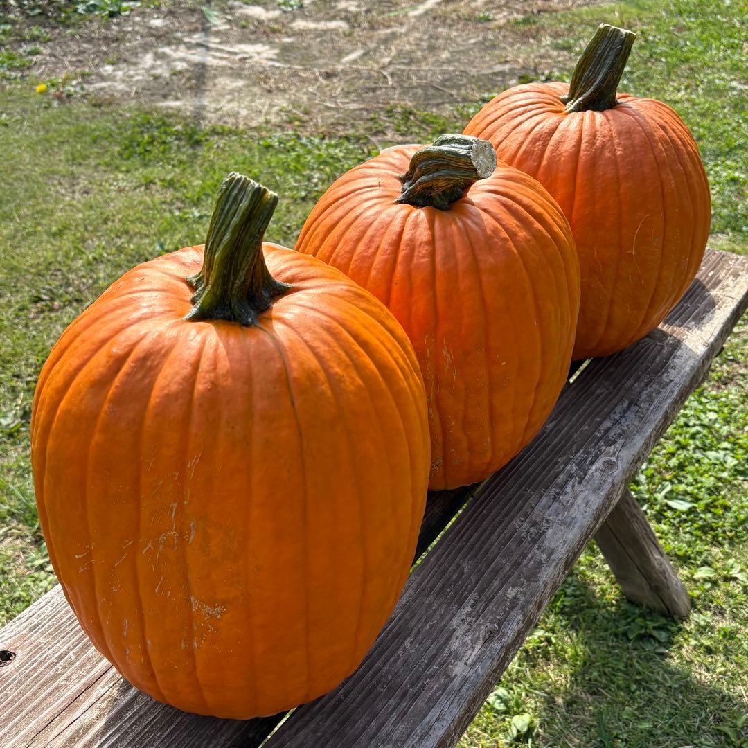 【dengon】ハロウィンかぼちゃ　本物